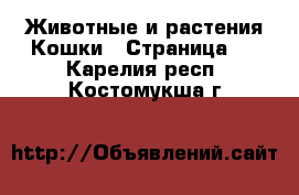 Животные и растения Кошки - Страница 4 . Карелия респ.,Костомукша г.